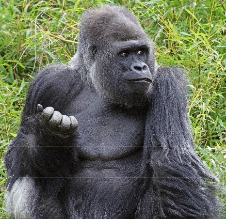 lowland gorilla gorillas